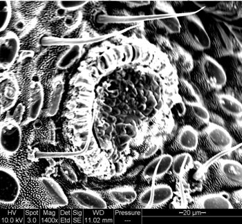 Media type: image;   Invertebrate Zoology 134641